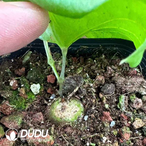 Dioscorea elephantipes - Image 2