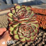Echeveria Bolognese Rose Double Head - Image 2