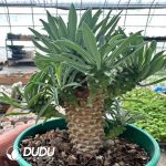 Euphorbia Iron Armor Kirin - Image 2