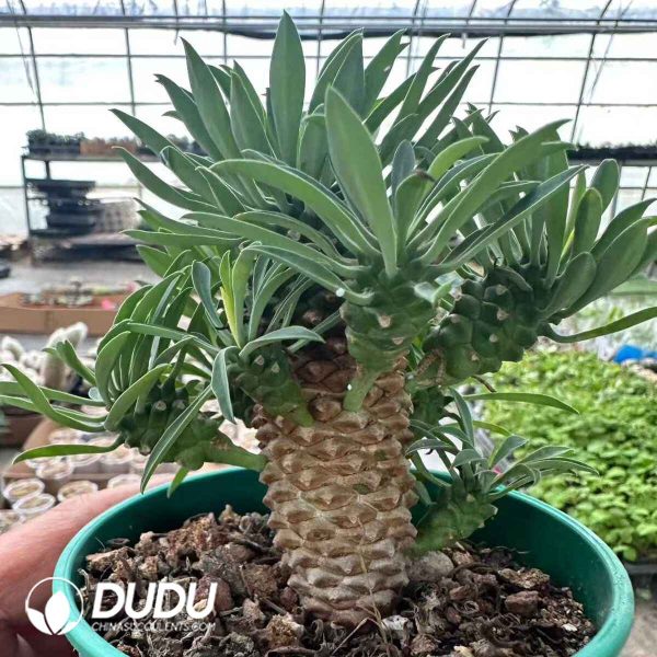 Euphorbia Iron Armor Kirin - Image 2