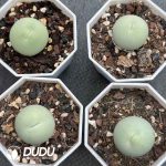 Conophytum Caculus - Image 2