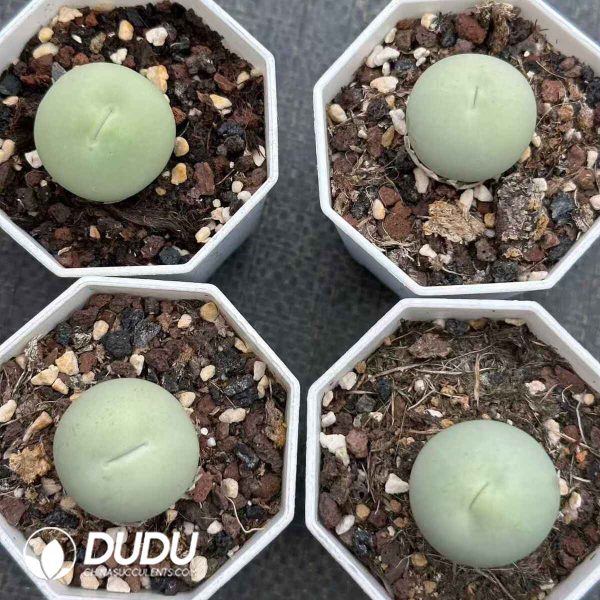 Conophytum Caculus - Image 2