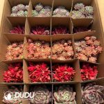Echeveria Colorful Collection 24 pcs - Image 2