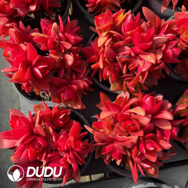 Crassula Campfire - Image 2