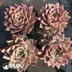 Echeveria Beauty - Image 2