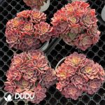 Echeveria Noble Cluster - Image 2