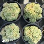 Echeveria White Swan Cluster - Image 2