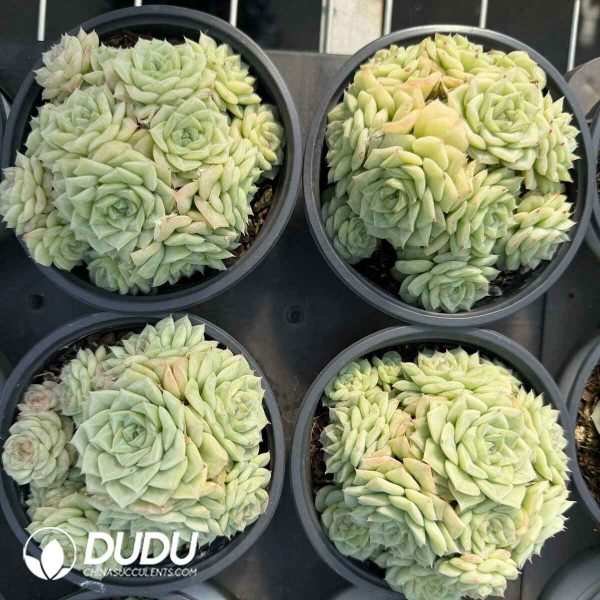 Echeveria White Swan Cluster - Image 2