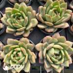 Echeveria Bubble Dragon - Image 2