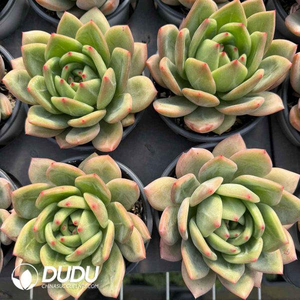Echeveria Bubble Dragon - Image 2