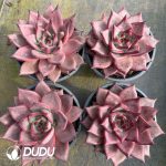 Echeveria Romeo - Image 2