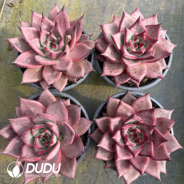 Echeveria Romeo - Image 2