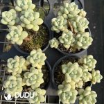 Graptopetalum Bubble Gum Clustering - Image 2