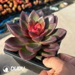 Echeveria Abundant Rose - Image 2