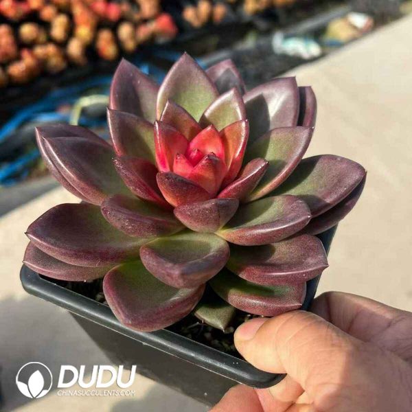 Echeveria Abundant Rose - Image 2