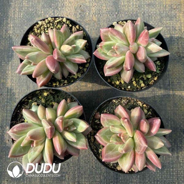 Echeveria Mist Bubble Double Heads - Image 2