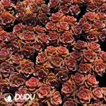 Echeveria Melaco Cluster - Image 2