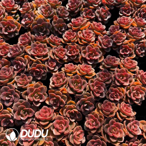 Echeveria Melaco Cluster - Image 2