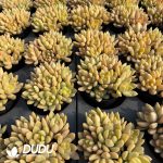 Sedum Golden Glow Cluster - Image 2