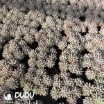 Echeveria Silver Frost Cluster - Image 2