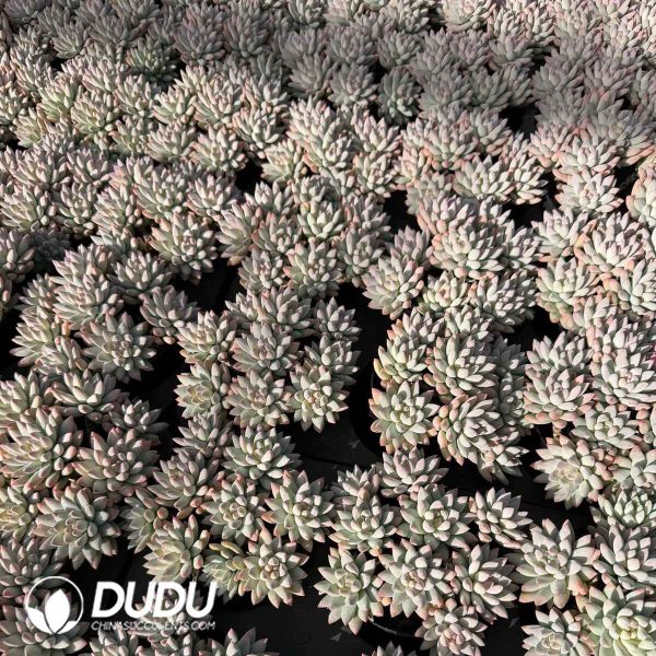 Echeveria Silver Frost Cluster - Image 2