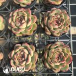 Echeveria Mont Blanc - Image 2