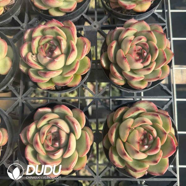 Echeveria Mont Blanc - Image 2