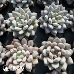 Echeveria Pinellia - Image 2