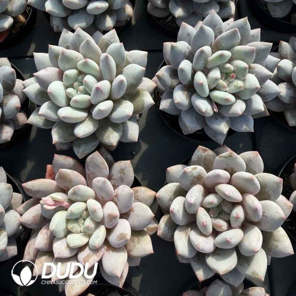 Echeveria Pinellia - Image 2