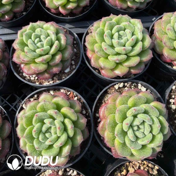 Echeveria Carol - Image 2