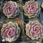 Echeveria Blueberry - Image 2