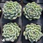 Echeveria Snowflake Jenny - Image 2