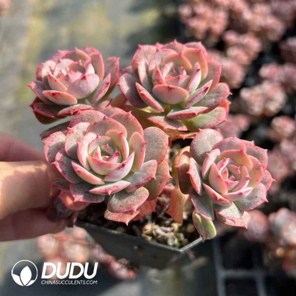 Echeveria Croatia 3-4 Heads Clustering - Image 2