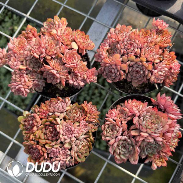 Echeveria Cinderella Clustering - Image 2