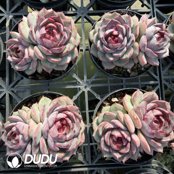 Echeveria Blueberry Double Heads - Image 2