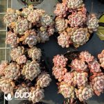Echeveria Cute Bubble Clustering - Image 2