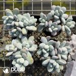 Pachyphytum Snow Beauty Clustering - Image 2