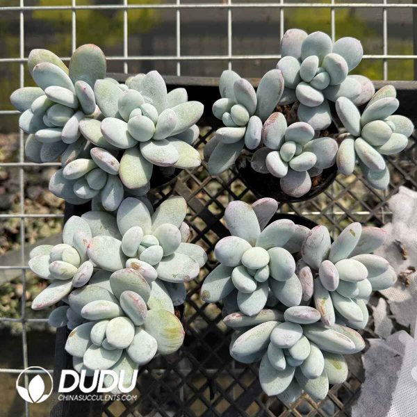 Pachyphytum Snow Beauty Clustering - Image 2