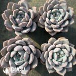 Echeveria OP Ice Jade - Image 2