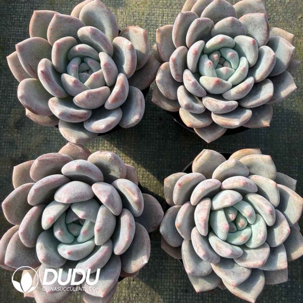 Echeveria OP Ice Jade - Image 2