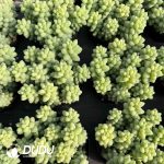 Sedum Jade Pendant Clustering - Image 2