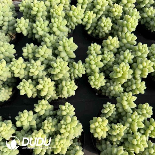 Sedum Jade Pendant Clustering - Image 2