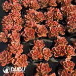 Echeveria Chocolate Clustering - Image 2