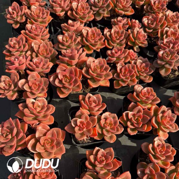 Echeveria Chocolate Clustering - Image 2