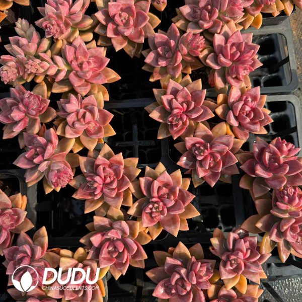 Sedum Pudding Clustering - Image 2