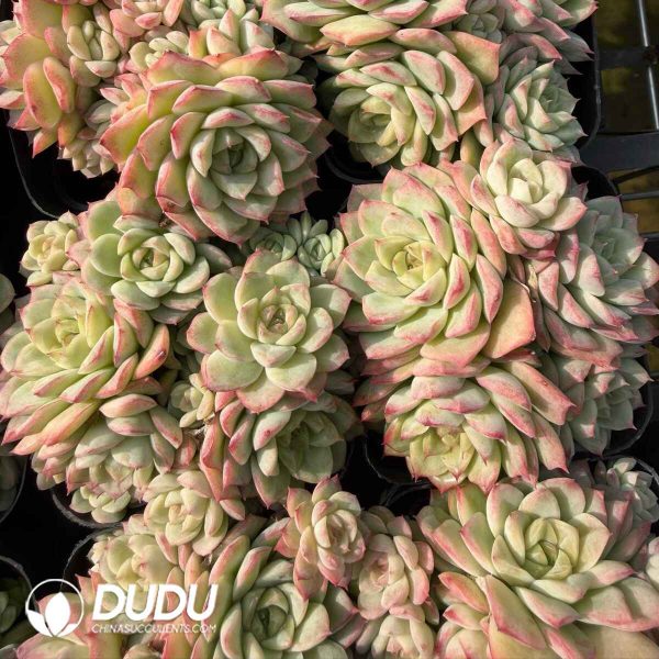 Echeveria No.19 Queen Clustering - Image 2