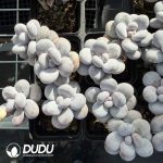 Graptopetalum Winstone Double Heads - Image 2