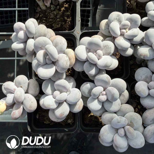 Graptopetalum Winstone Double Heads - Image 2