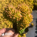 Sedum Alice Evans Cristata - Image 2