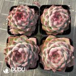 Echeveria Peach Incense Queen - Image 2